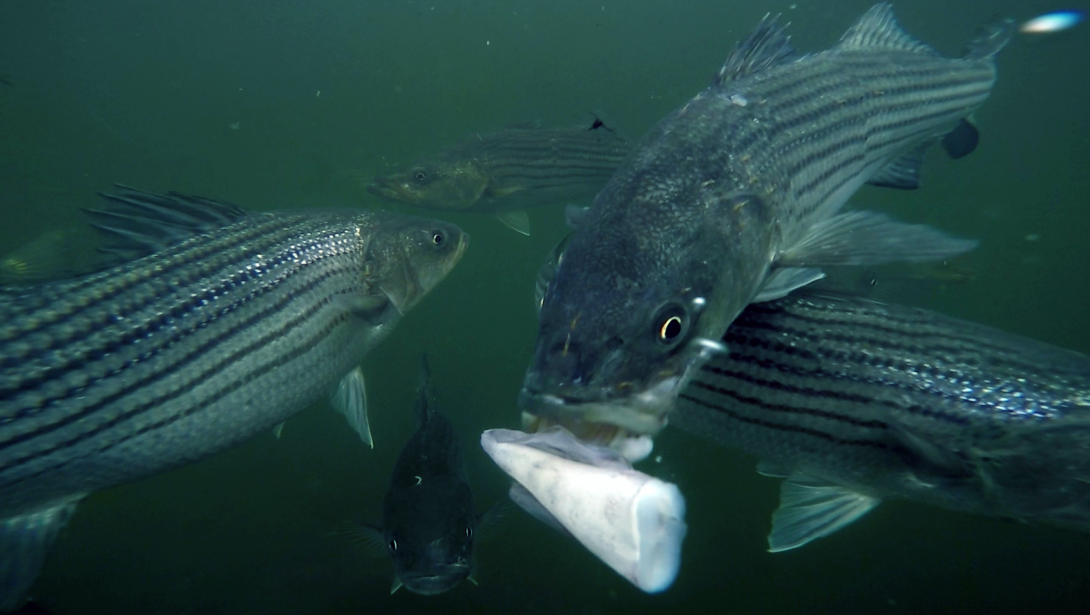MBL March Madness: Striped Bass | Marine Biological Laboratory